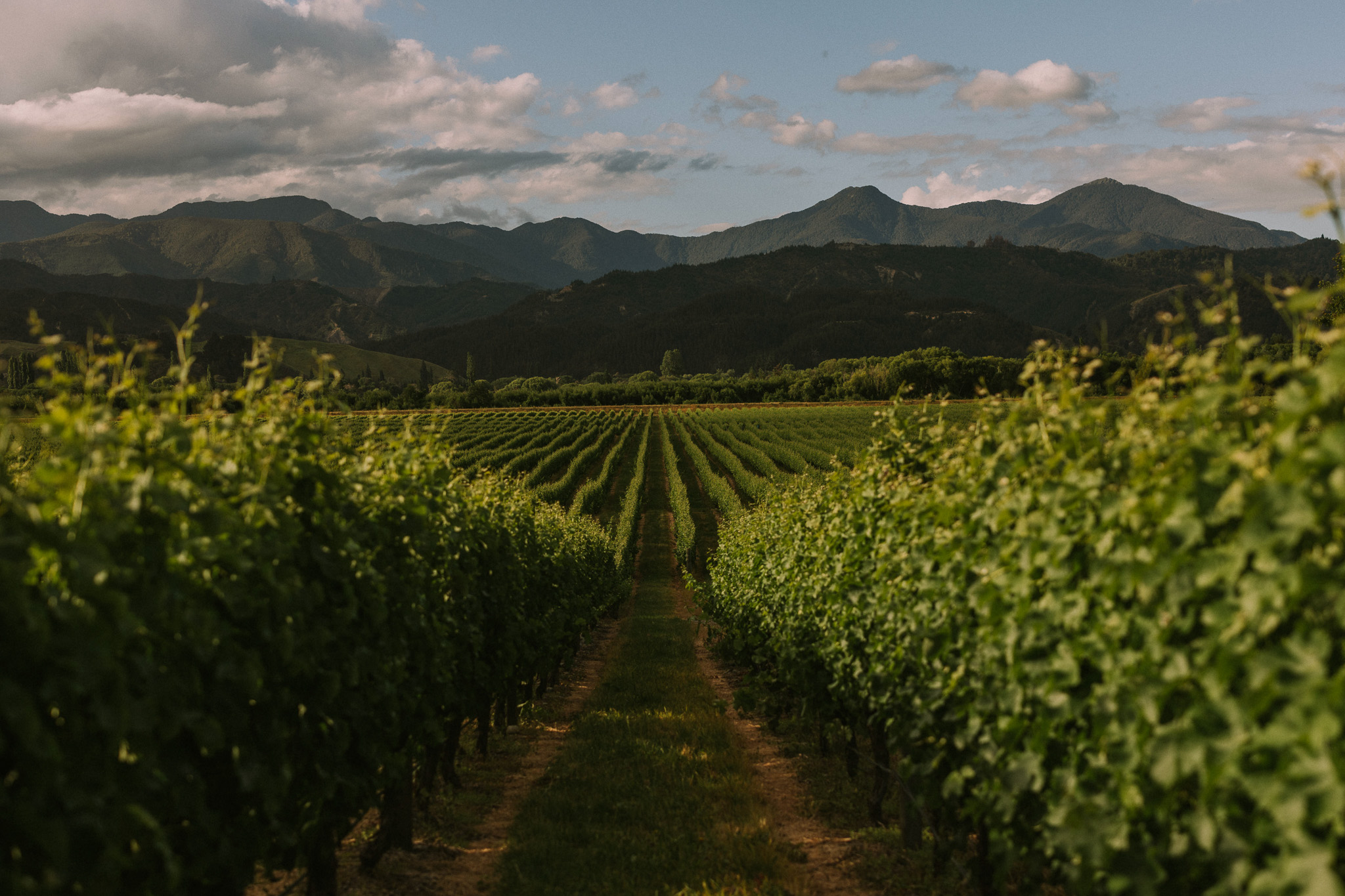 Autumn vines in the Wairau Valley
